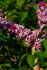 Fototapeta na wymiar Lilac flowers. Blooming lilac flowers. lilac flowers blooming in spring. Blossoming lilacs.