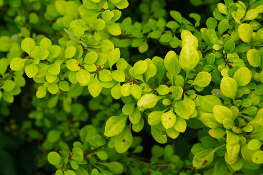 berberis thunbergii  green shrub