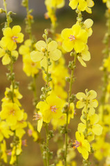 Verbascum dumulosum shrubby mullein yellow flowers vertical