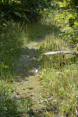 森へと続く田舎の一本道