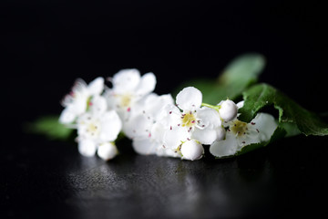 Fototapeta na wymiar White flowers of hawthorn on a dark background close up