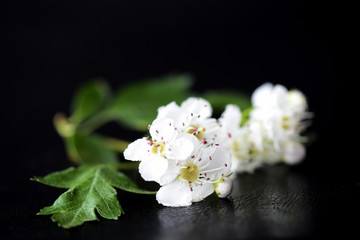 White flowers of hawthorn on a dark background close up