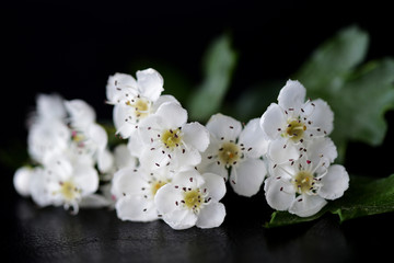 White flowers of hawthorn on a dark background close up