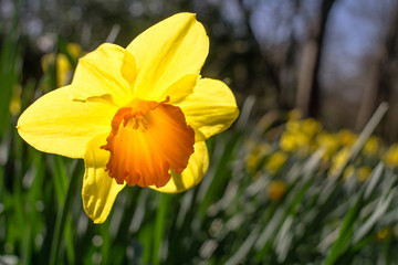 Yellow flower lit from behind by the sun