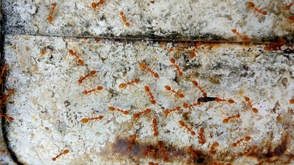 Fototapeta premium Unity (The Red Ant)