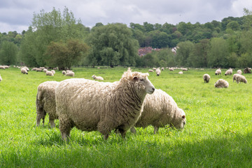 Sheeps grazing in the medow next to Salisbury Cathedral