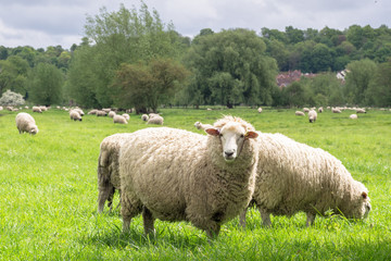 Sheeps grazing in the medow next to Salisbury Cathedral
