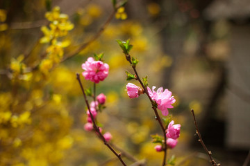 Gardens Cherry blossom in late spring