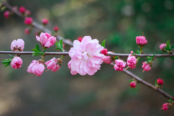 Gardens Cherry blossom in late spring