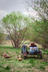  Russian village life. Old motorcycle and duck.
