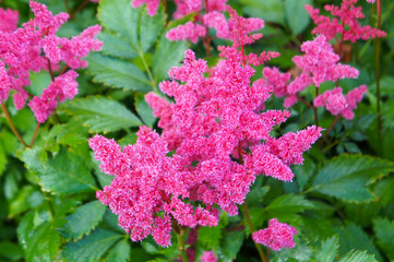 astilbe younique carmine red flowers with green foliage