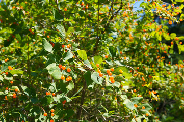 lonicera tatarica tatarian honeysuckles shrub with orange berries