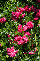 climbing rose super excelsa red flowers with green