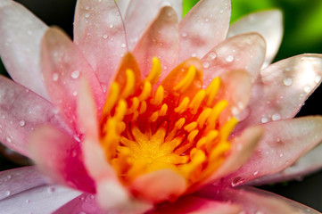 Closeup Water Lily( Lotus)  with water drops on petal 