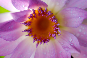 Obraz premium Close up purple water lily (Lotus) blossom with water drop on petal.