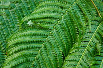 Fototapeta na wymiar fern struthiopteris green foliage background
