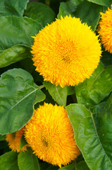 Helianthus annuus or teddy bear sunflower yellow fluffy flowers with green vertical 