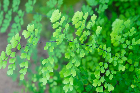 adiantum capillus-veneris southern maidenhair fern green foliage