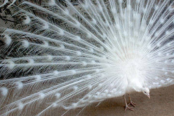 Obraz premium White peacock with the feathers extended