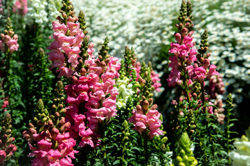 Obraz premium Beautiful sweet pink snapdragon flowers bloom in the garden with white flowers blurred background 