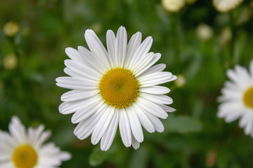 White daisy flower top view