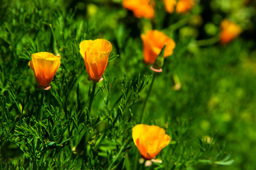 Golden California Poppies  flower blooming 