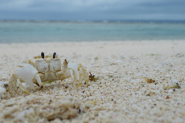 白い砂浜に白い蟹