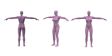 3d rendering illustration of skeleton bone anatomy