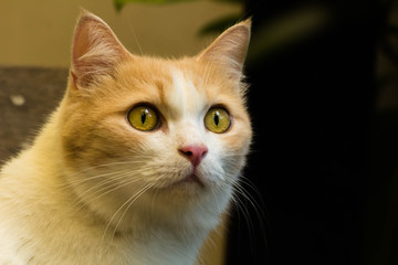 portrait of a ginger and white cat