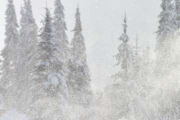 blizzard snow among the pines