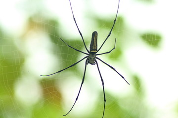 Spider in the web