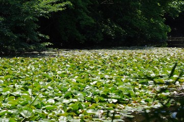 Fototapeta premium 石神井公園のスイレン