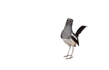 Obraz premium Close up Oriental Magpie Robin or Copsychus Saularis Isolated on White Background with Copy Space