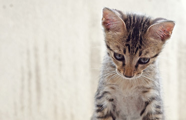 Fototapeta premium Close up Cute Tabby Kitten Isolated on Background with Copy Space