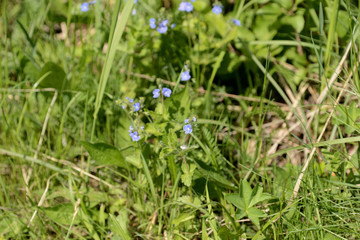 Beautiful blue flowers of germander speedwell (Veronica Chamaedrys) in the forest on a sunny day close up