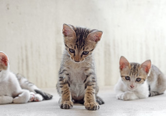 Close up Cute Tabby Kitten on The Floor