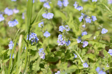 Beautiful blue flowers of germander speedwell (Veronica Chamaedrys) in the forest on a sunny day close up