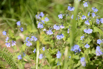 Obraz premium Small blue flowers of germander speedwell (Veronica Chamaedrys) in the forest on a sunny day close up