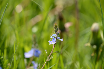 Small blue flowers of germander speedwell (Veronica Chamaedrys) in the forest on a sunny day close up