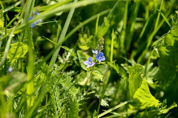 Small blue flowers of germander speedwell (Veronica Chamaedrys) in the forest on a sunny day close up