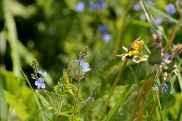 Small blue flowers of germander speedwell (Veronica Chamaedrys) in the forest on a sunny day close up