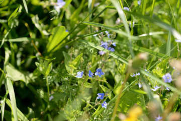 Small blue flowers of germander speedwell (Veronica Chamaedrys) in the forest on a sunny day close up