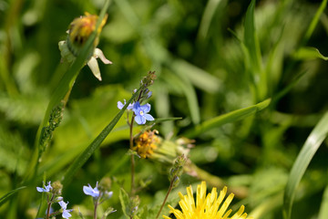 Small blue flowers of germander speedwell (Veronica Chamaedrys) in the forest on a sunny day close up