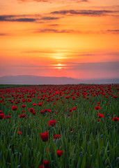 Fototapeta na wymiar Field with blooming red poppies at sunset time