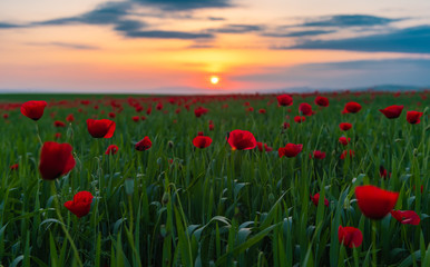 Field with blooming red poppies at sunset time