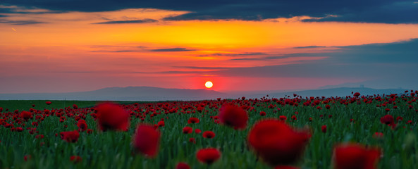 Wide angle panorama of field with blooming red poppies at sunset time
