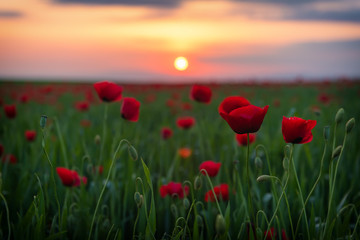 Field with blooming red poppies at sunset time