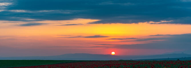 Fototapeta premium Wide angle panorama of field with blooming red poppies at sunset time