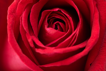 Fototapeta na wymiar Defocused red rose flower background.