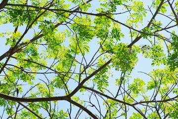 Green leaf for summer background. Sunlight And Fresh Green leaves glowing in green forest.